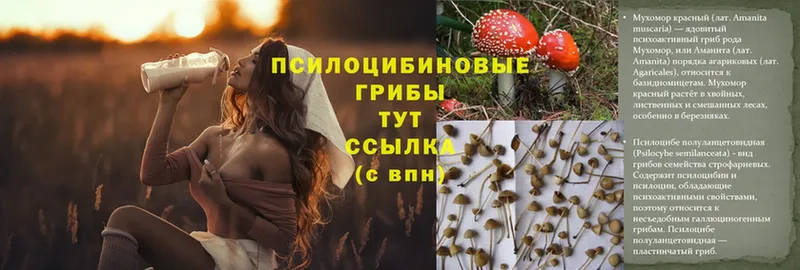 блэк спрут как войти  Верхний Тагил  Галлюциногенные грибы Psilocybine cubensis 